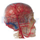 Didactic Deluxe Skull 7 Parts Bonkile